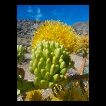 agave