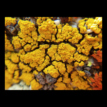 lichen
